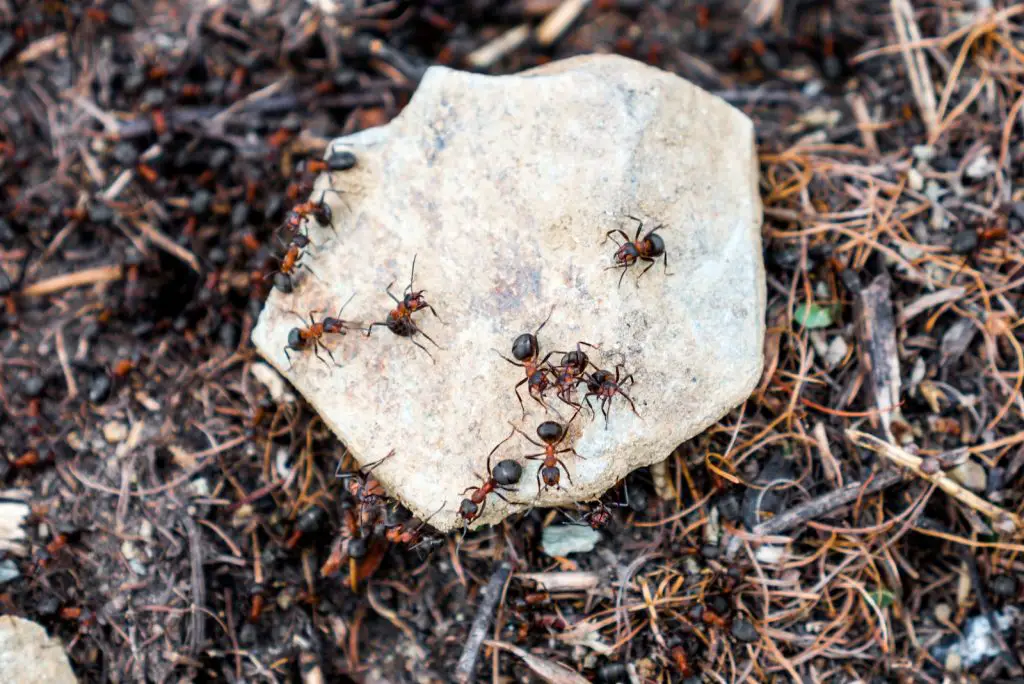 a group of ants crawling on Mulch