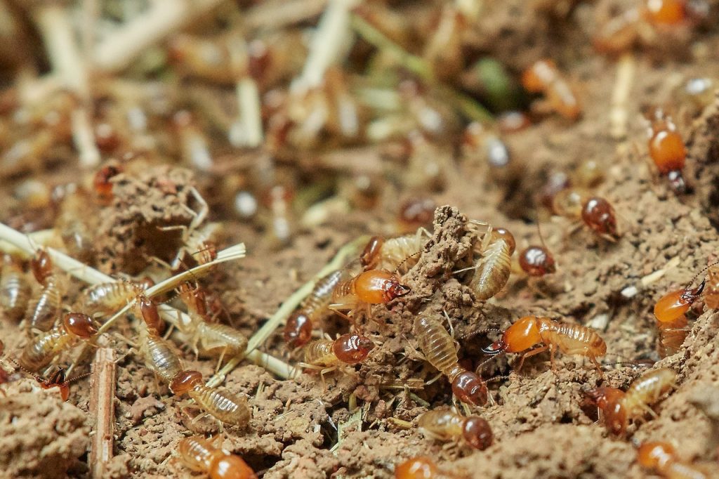 What is the Best Mulch to Avoid Termites? Uncover the Secret Solution