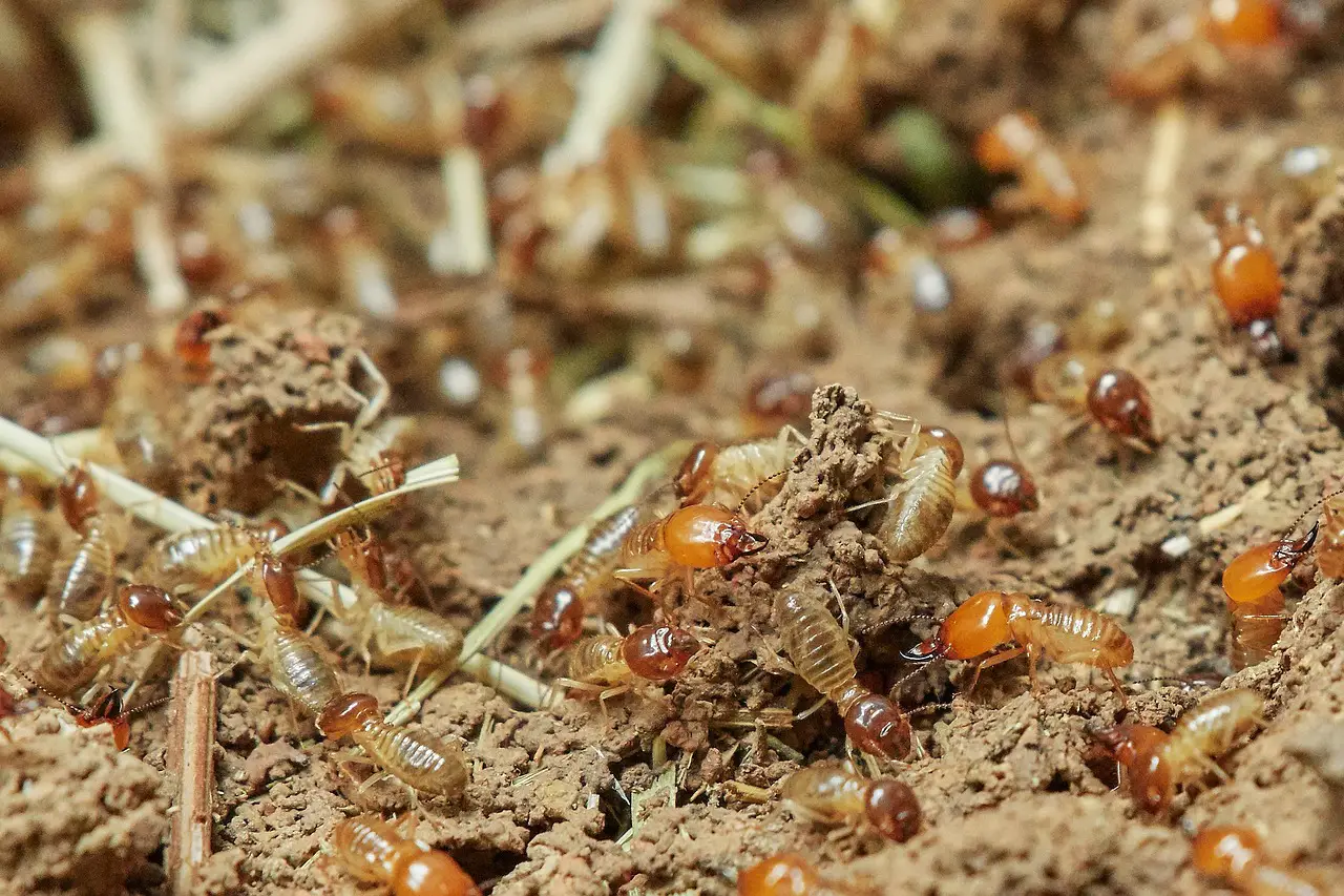 Best Mulch avoid termites