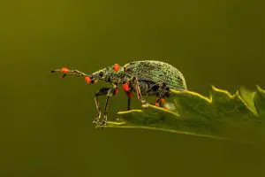 weevil, beetle, leaf