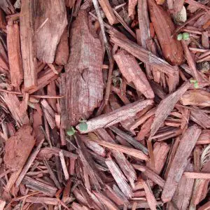 Cedar Mulch avoid termites